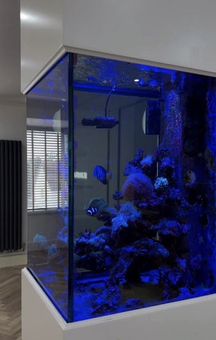 Facebook reel — marine aquarium feature